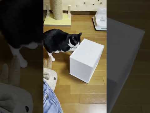 「おやつ盗もうとするな」と怒られる猫 #shorts(YouTube)