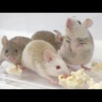 ポップコーンに大歓喜するかわいいネズミたち(YouTube)
