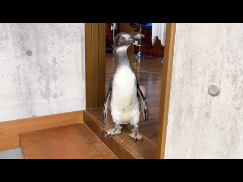 ママが帰ってくるまで玄関前でじっと待つペンギン(YouTube)