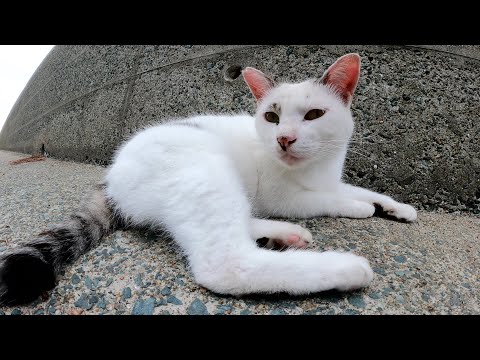 少し寝ぼけた様子のマロ猫ちゃんをナデナデする(YouTube)
