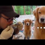 キャンプ飯を無言の圧力で要求してくる愛犬がジャイアン過ぎるw(YouTube)