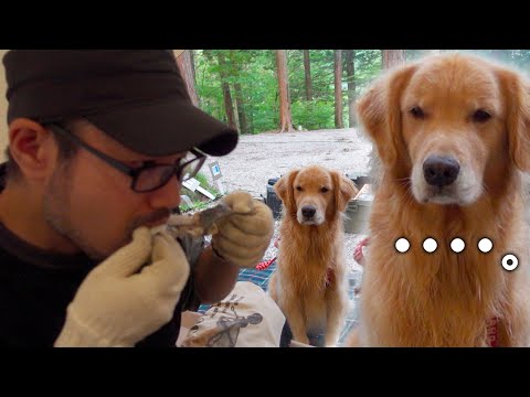 キャンプ飯を無言の圧力で要求してくる愛犬がジャイアン過ぎるw(YouTube)