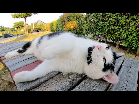あごヒゲを生やした牛猫ちゃんが立派なお腹をモフらせてくれた(YouTube)