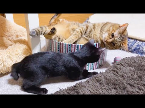仔猫の警戒心が０になる無警戒ポーズを習得している麦わら猫♥(YouTube)
