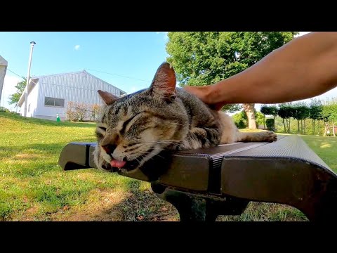 公園の芝生で野良猫を撫でると喜んでベンチまで付いてきた(YouTube)