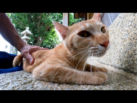 神社で遊ぶ子猫達が可愛過ぎる(YouTube)