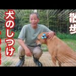 【犬のしつけ】この動画で諦めていた犬の問題行動は改善します❗️(YouTube)