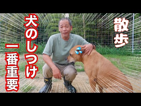 【犬のしつけ】この動画で諦めていた犬の問題行動は改善します❗️(YouTube)