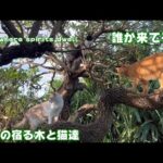 だれかいるよ 精霊の宿る木(YouTube)
