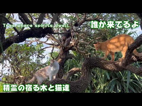 だれかいるよ 精霊の宿る木(YouTube)