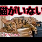 帰宅したら猫4匹いない…(YouTube)