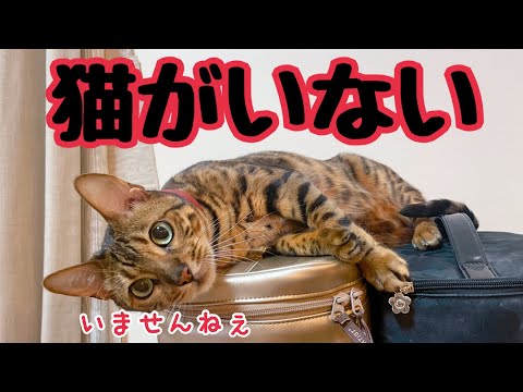 帰宅したら猫4匹いない…(YouTube)