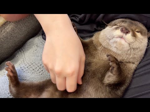 何をしても起きなくなったプニプニカワウソ A whipped otter that no longer wakes up no matter what you do.(YouTube)
