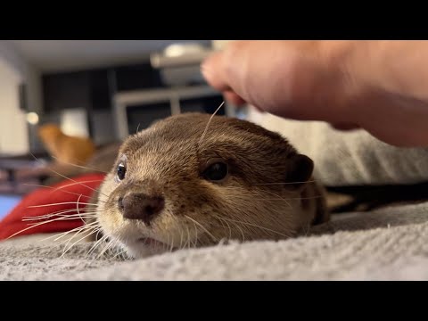 カワウソの寝息音たっぷりでお届けする動画 Video with lots of sounds of otter sleeping and breathing.(YouTube)