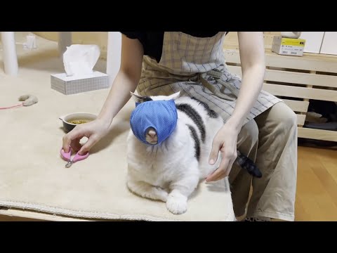 マスクを被ったら大人しく爪を切られる猫(YouTube)