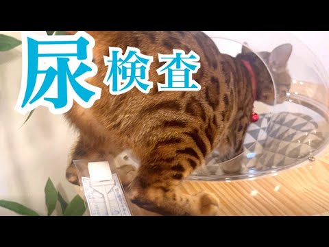 猫の尿検査ってこんなに難しくて大変なんです！（慢性腎不全）(YouTube)