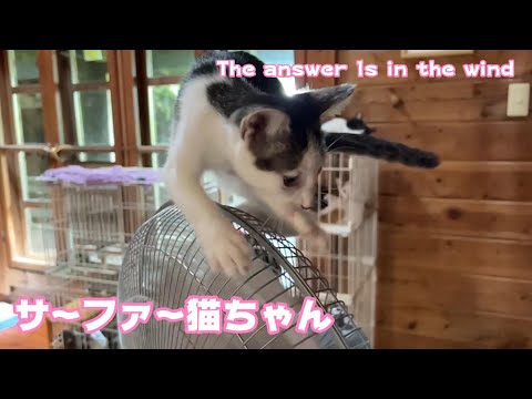 さ～ふぁ～猫ちゃん　The answaer is in the wind(YouTube)