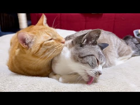 とっても優しい茶トラ猫2歳の誕生日♥(YouTube)