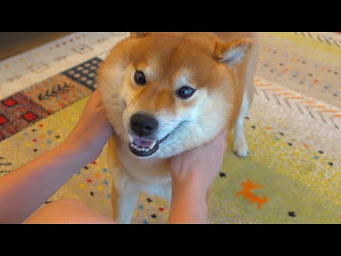 普段パパにベッタリな柴犬が、一晩離れて寝ると。。(YouTube)