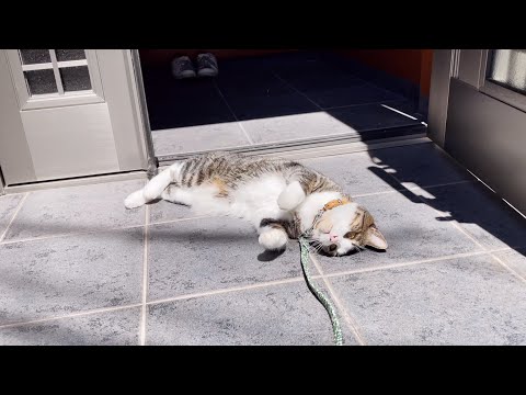 夏の散歩の暑さを完全にナメていた猫(YouTube)