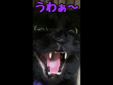 うにゃ？うにゃぁ〜🐈🐈‍⬛ #shorts(YouTube)