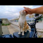 バイクに戻ってきたら野良猫がバイクに乗って寛いでいた(YouTube)