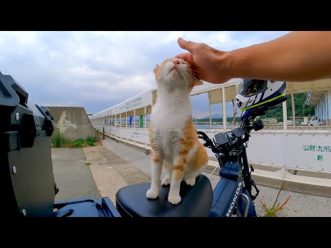 バイクに戻ってきたら野良猫がバイクに乗って寛いでいた(YouTube)