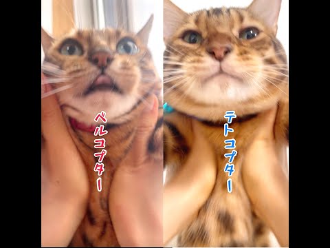 猫コプターベンガルファミリー5連発🚁 #shorts(YouTube)