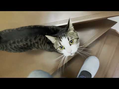 「ニャーニャー」と鳴きすぎでお出迎えしてくれる猫(YouTube)