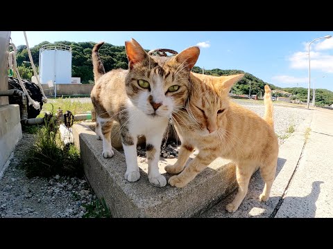 漁港に行ったら、キジシロ猫と茶トラ猫がダブルで歓迎してくれた(YouTube)
