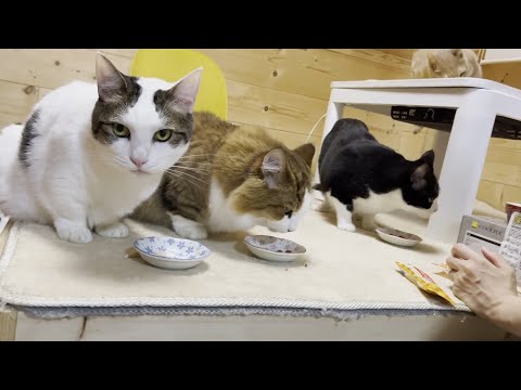 療法食を「おやつだよ」とダマされてると気付かず美味しそうに食べる猫(YouTube)