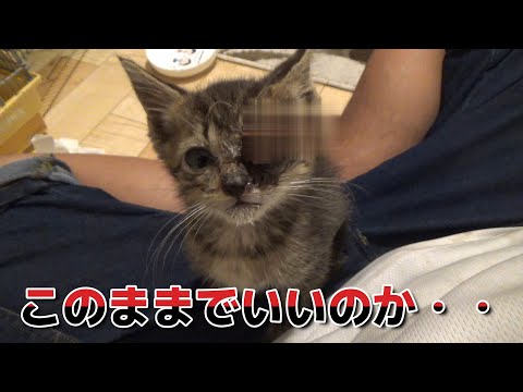 いつまで？片目を失った保護猫の玄関生活(YouTube)