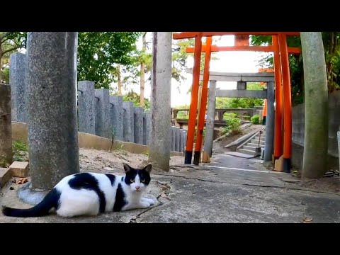 夕方の神社で出会った野良猫に付いていったら風鈴の沢山ある涼みスポットだった(YouTube)