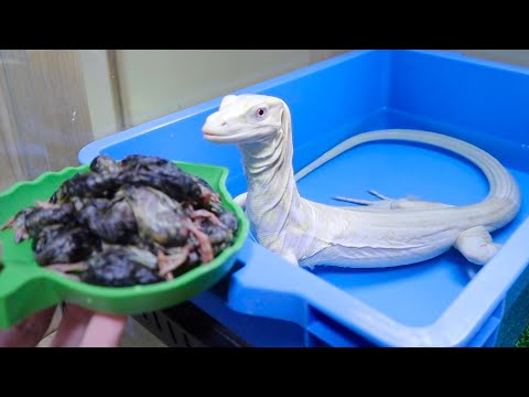 偏食化のオオトカゲに山盛りの鳥を見せると・・・(YouTube)
