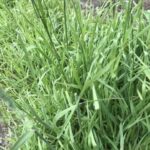 牧草の種はまく時期によって種類が違う？(ブログ)