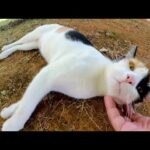 キレイな三毛猫ちゃんがダミ声で鳴きながら甘えてきた(YouTube)