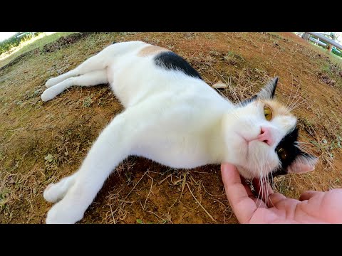 キレイな三毛猫ちゃんがダミ声で鳴きながら甘えてきた(YouTube)