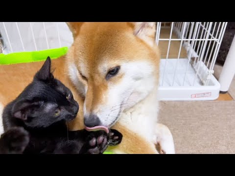 部屋中遊びまわってても柴犬の側に戻ってくる甘えん坊な仔猫♥(YouTube)