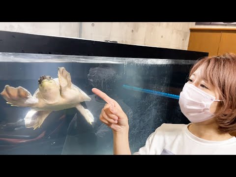 みんなの協力があって新しい家族をお迎えする事ができました。(YouTube)