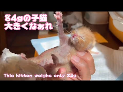 84gしかない子猫大きくなぁれ！(YouTube)