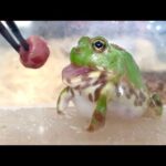 しゃくれたカエルの餌あげが可愛すぎたwww(YouTube)