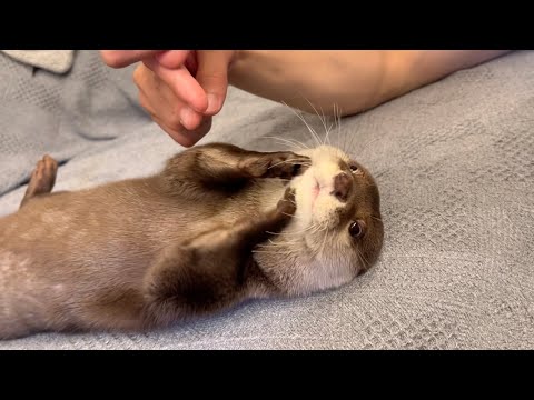 カワウソと指と指でタッチし合うのが楽しすぎた otter and I had too much fun touching each other finger to finger.(YouTube)