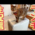 【ランチ生配信8/10】お盆実家帰省の出発前生配信🐈📹(YouTube)