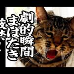 【猫動画】劇的瞬間まばたき厳禁！〜にゃんともパレード〜#196(YouTube)