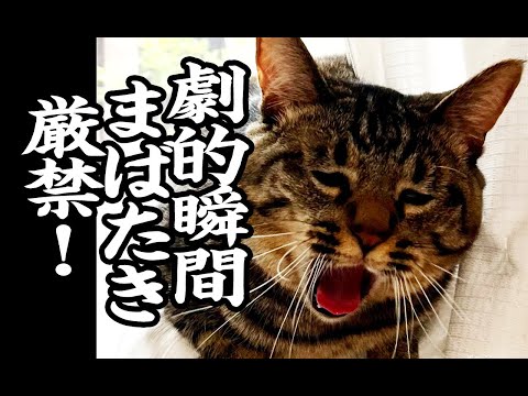 【猫動画】劇的瞬間まばたき厳禁！〜にゃんともパレード〜#196(YouTube)