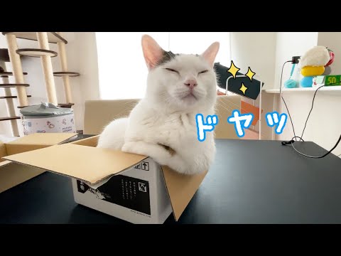 絶妙なポーズで箱に入るお喋り猫チロさんｗ(YouTube)