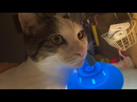 娘に寄り添って一晩を明かす猫(YouTube)