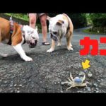 妹犬、カニバサミの一撃を喰らい悶絶！(YouTube)