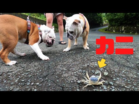 妹犬、カニバサミの一撃を喰らい悶絶！(YouTube)