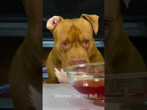 【音注意】肉汁を真剣に飲むピットブル😍😍😍(YouTube)